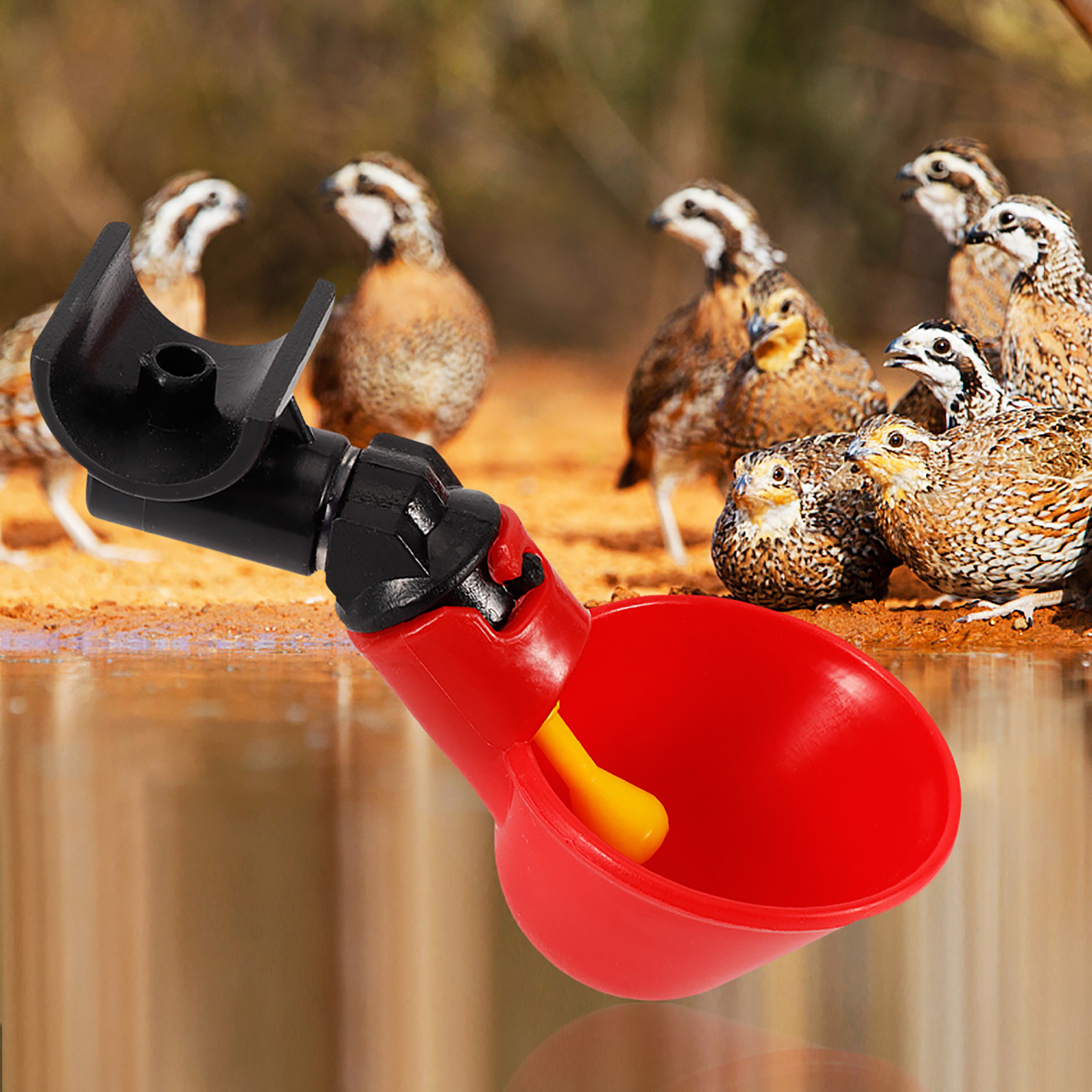 5PCS Chicken Bird Automatic Drinkers Water Drinking Cups Bowls (Semicircle KRI✈️