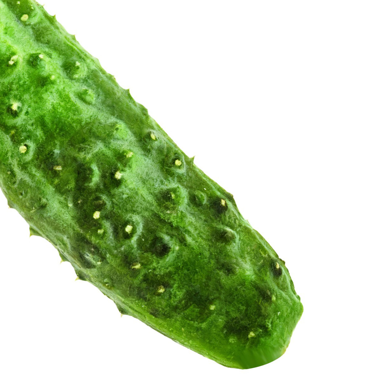 Pet Dog Plush Canvas Toy Simulation Vegetable Chew Squeak Toys(Cucumber Ca KRI✈️