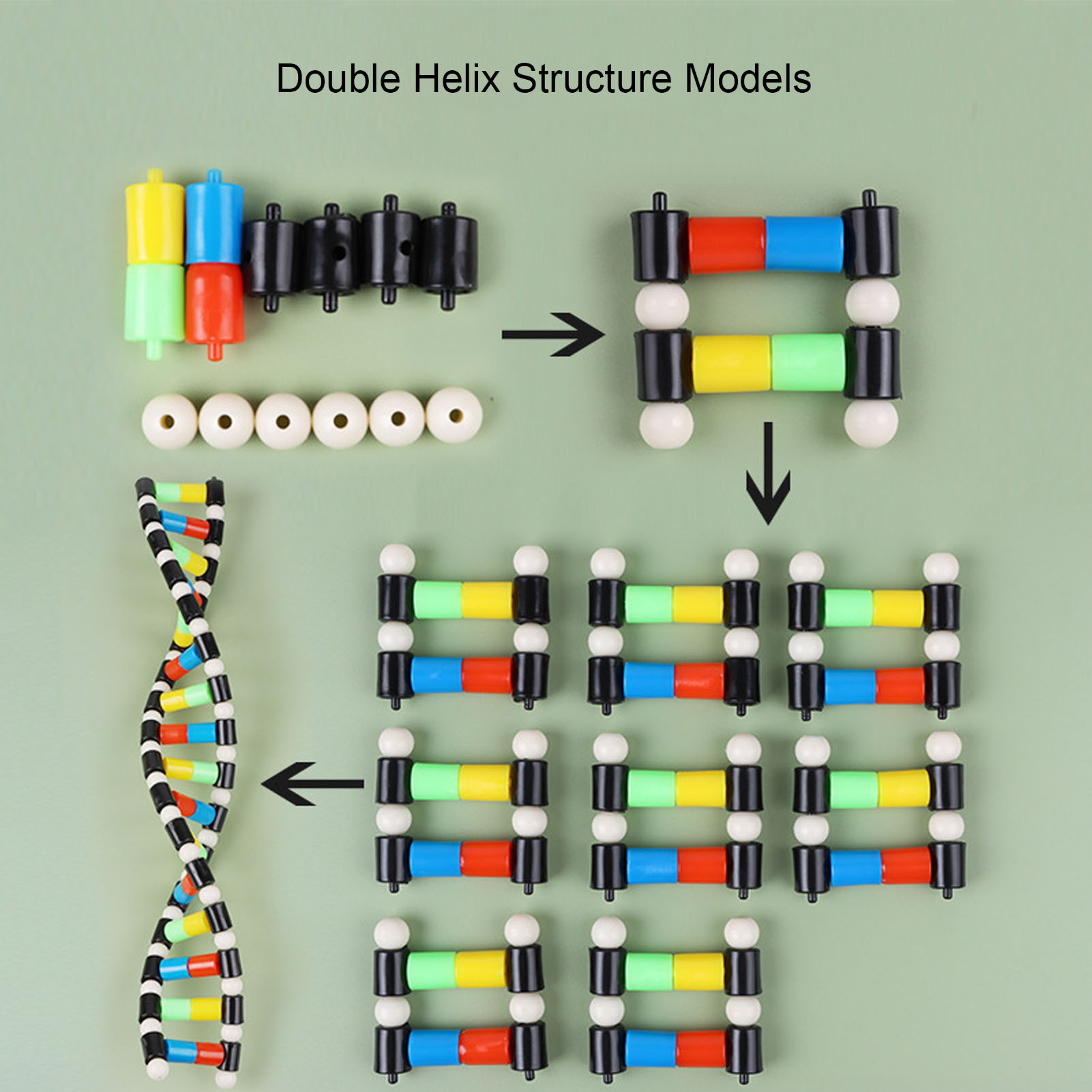 Pdagogischer DNA-Doppelhelix-Modellbausatz Fr Den DNA-Zusammenbau