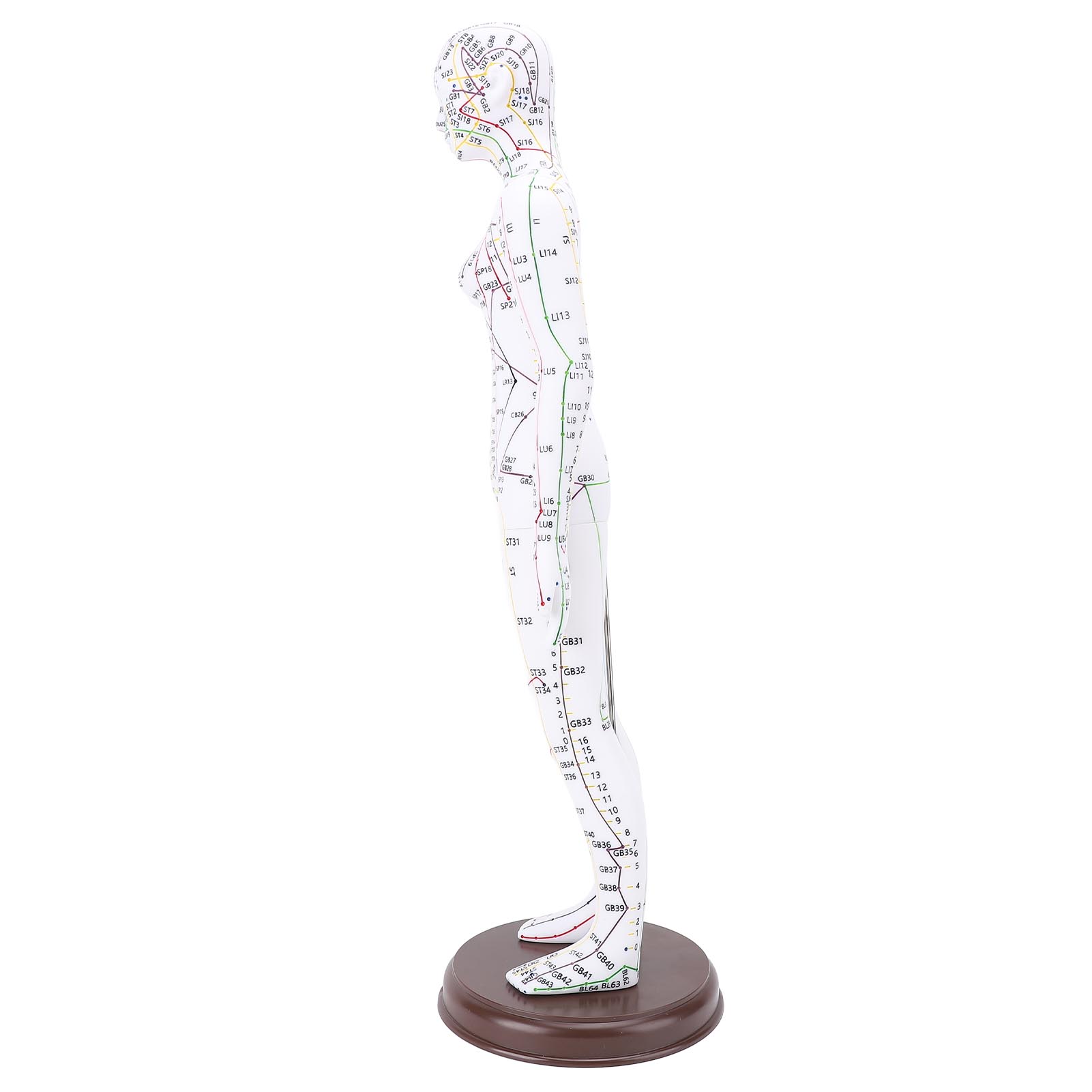 52cm Akupunktur Modell mit Sockel stabile Ausführung Lehrmittel Schüler Praxis - Bild 14 von 18